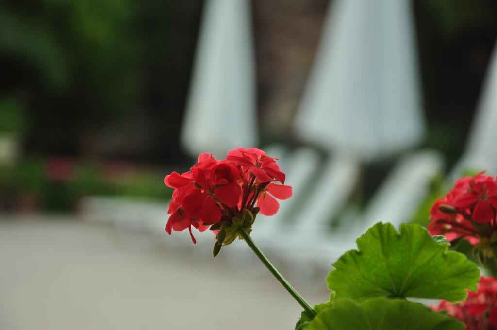 Palm Court Suites Ayvalik Exterior foto